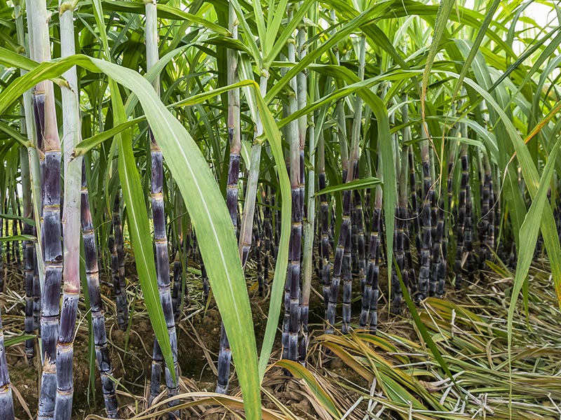 WHAT IS BAGASSE?